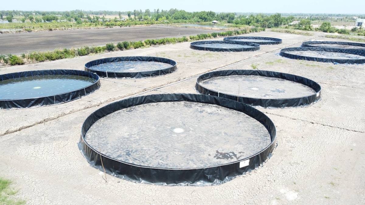 Dàn ao nổi bạt HDPE tròn của khách FarmX ở Kiên Giang nhìn từ trên cao, có sục khí đang chạy