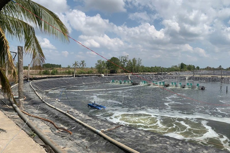 Toàn cảnh khu ao bạt nhìn từ bờ có tàu dừa, máy sục khí FarmX OxyJet dưới chạy giữa ao, xưởng FarmX Đầm Dơi Cà Mau